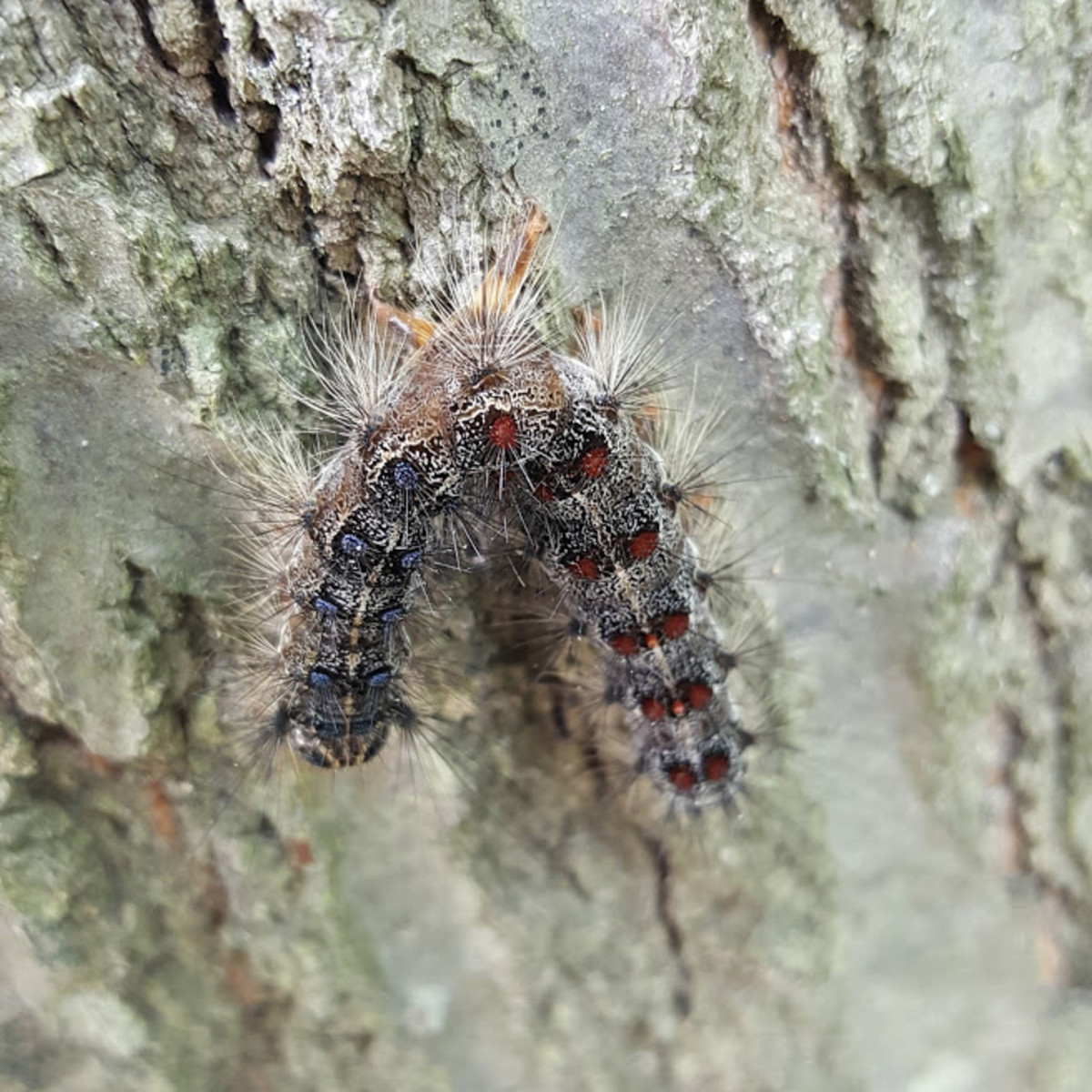 L. dispar caterpillars are susceptible to many pathogens, including viruses and fungi