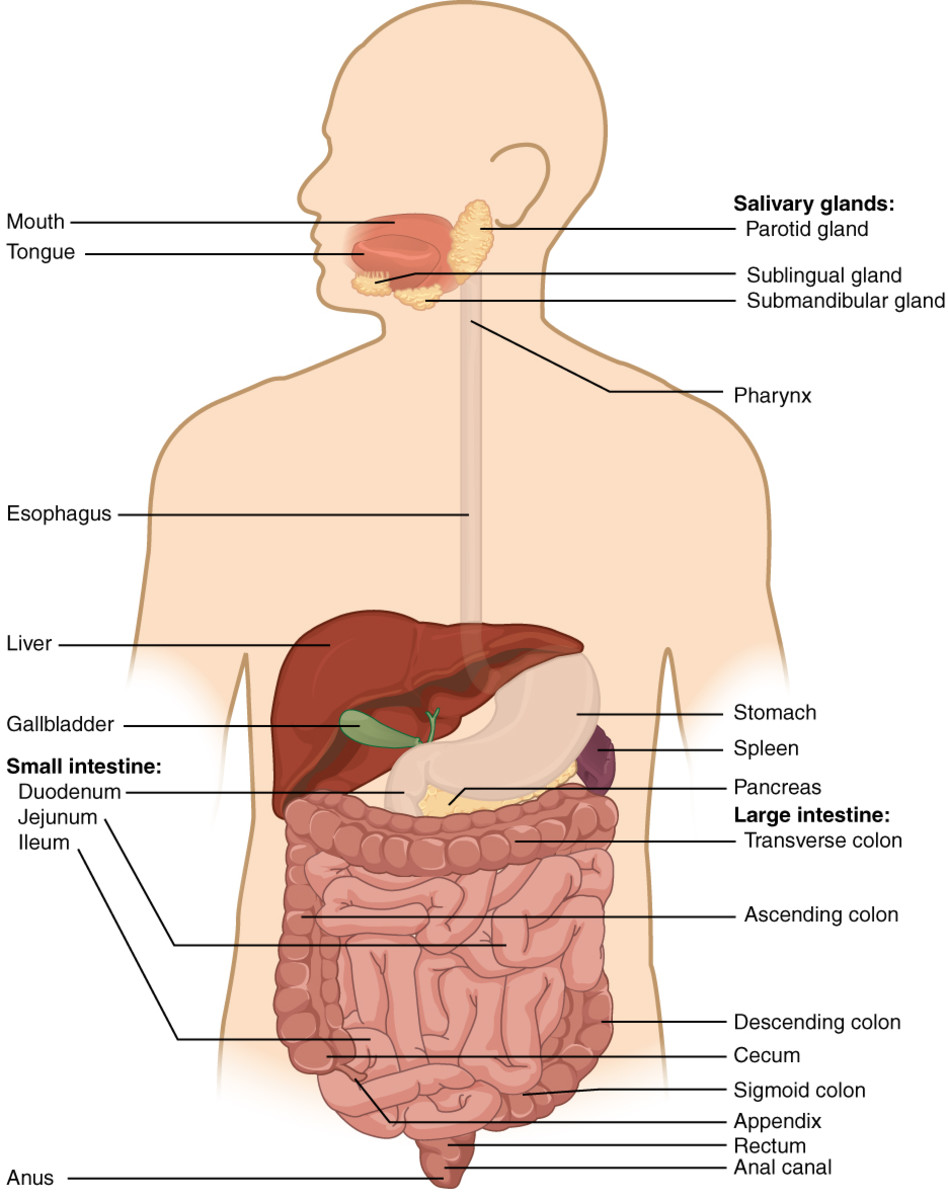 The human digestive tract and related structures