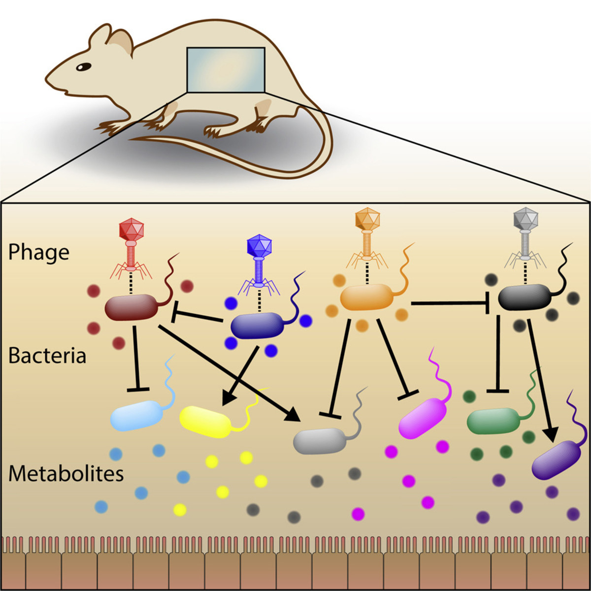 An artistic representation of the effect of phages on the mouse metabolome