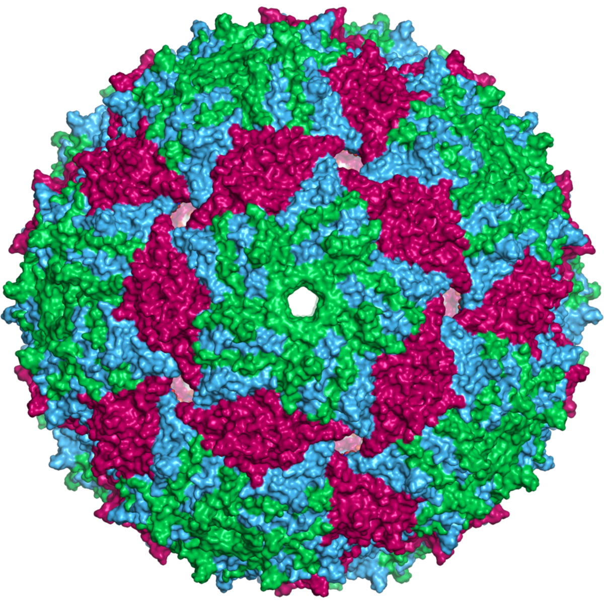 A representation of the capsid  of an MS2 phage (which has no tail); the different colours represent different protein chains