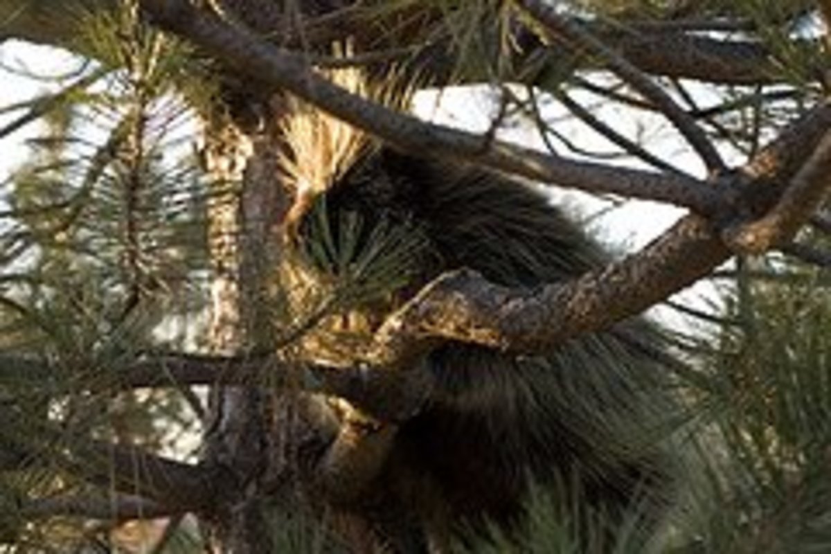 Wildlife of the Coconino National Forest - Owlcation