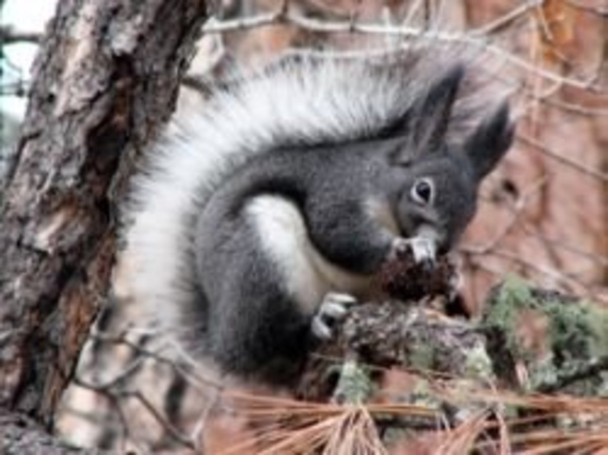 Wildlife of the Coconino National Forest - Owlcation