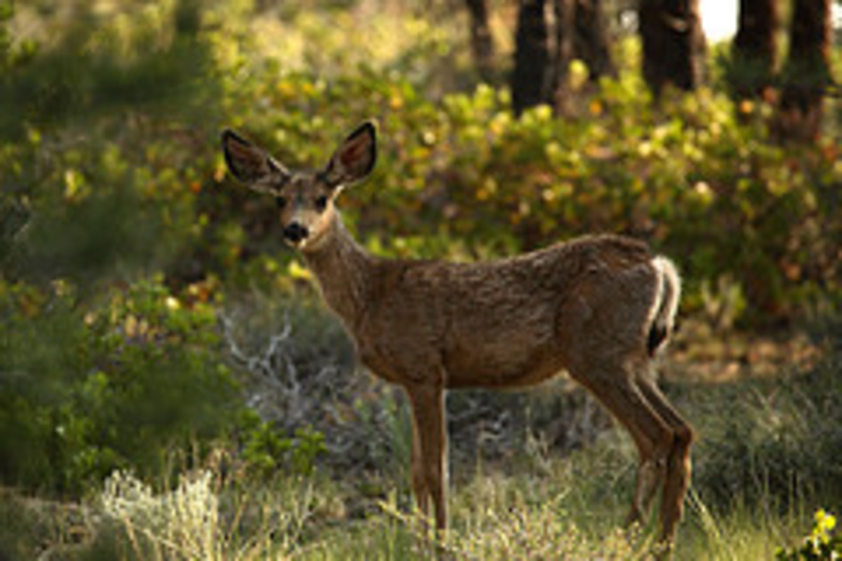 Wildlife of the Coconino National Forest - Owlcation