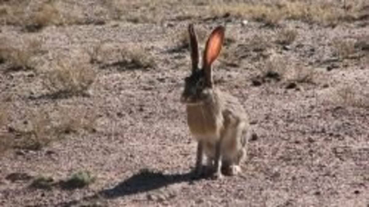 Wildlife of the Coconino National Forest - Owlcation