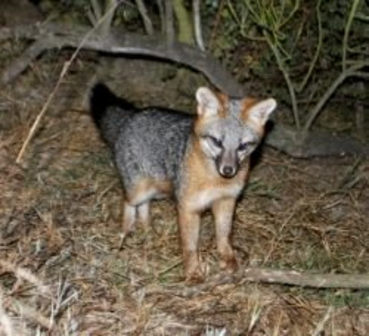 Wildlife of the Coconino National Forest - Owlcation