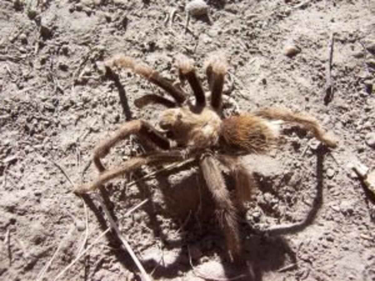 Wildlife of the Coconino National Forest Owlcation