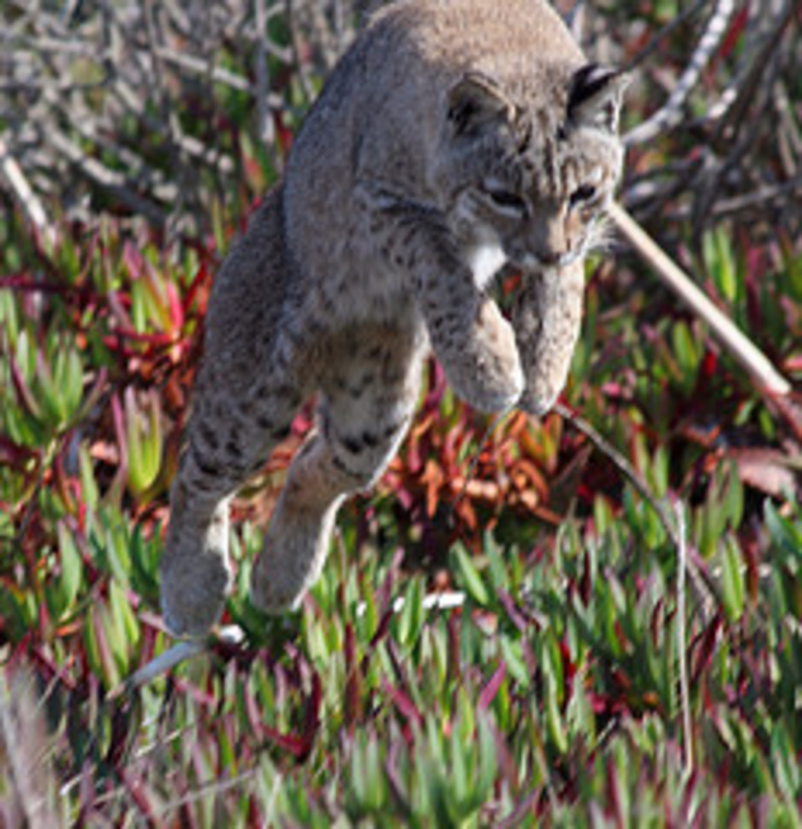 Wildlife of the Coconino National Forest - Owlcation