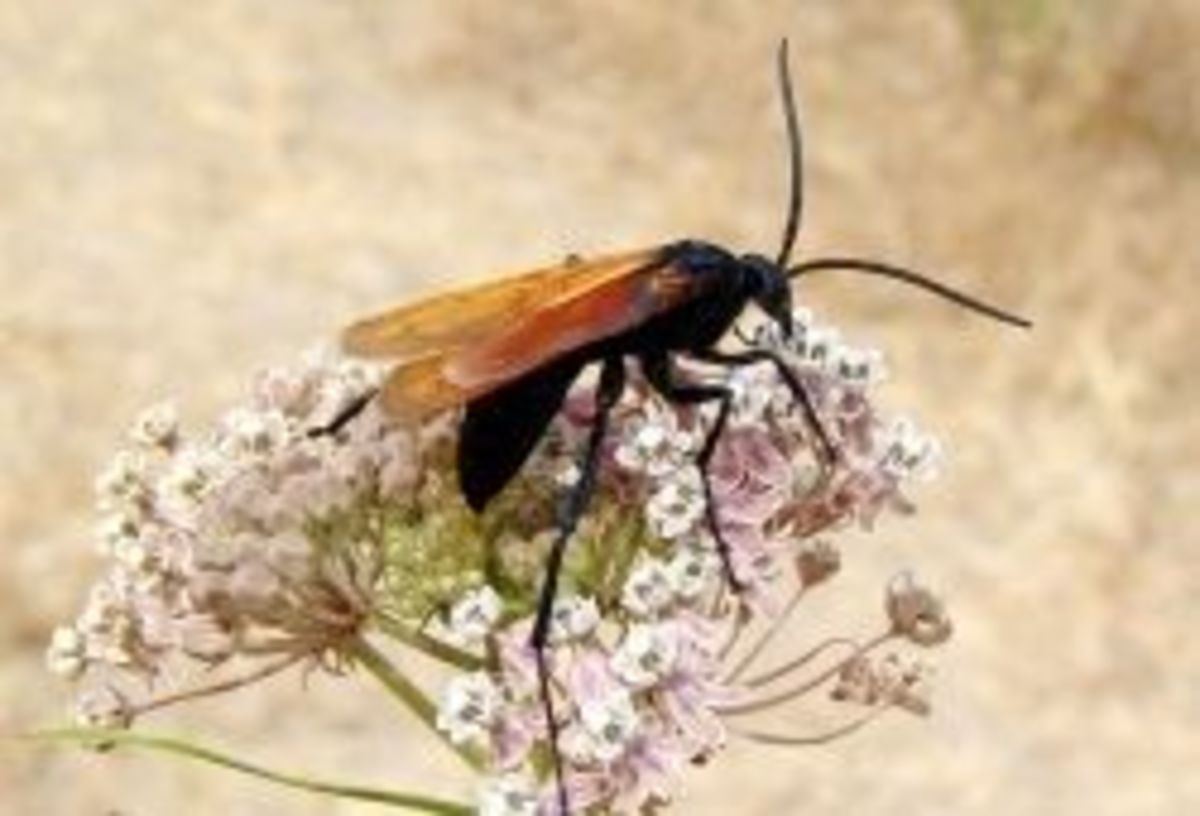 Wildlife of the Coconino National Forest - Owlcation