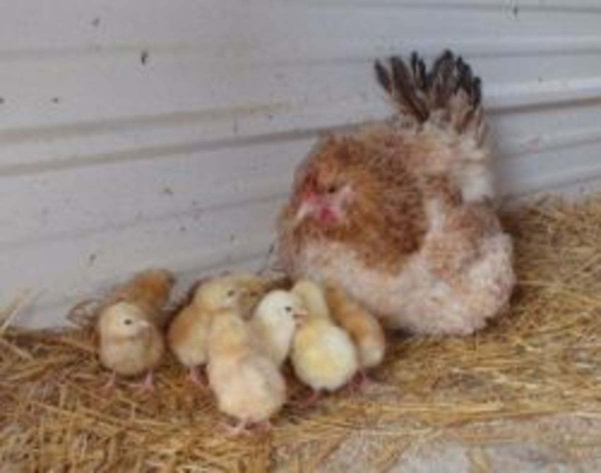 Broody Euskal Oiloa pullet with her chicks.