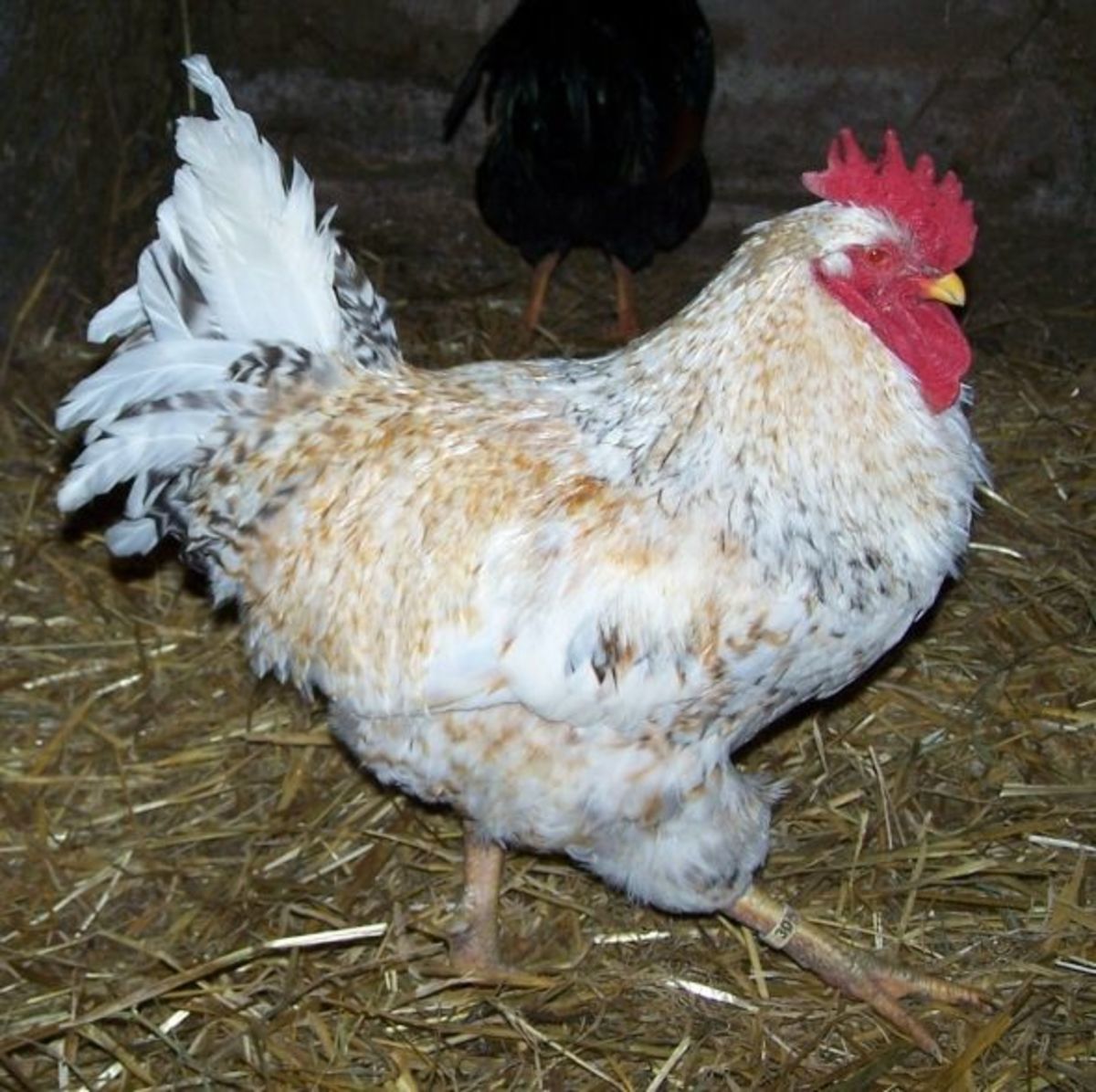 Speckled Jim our Basque Rooster who is three years old.