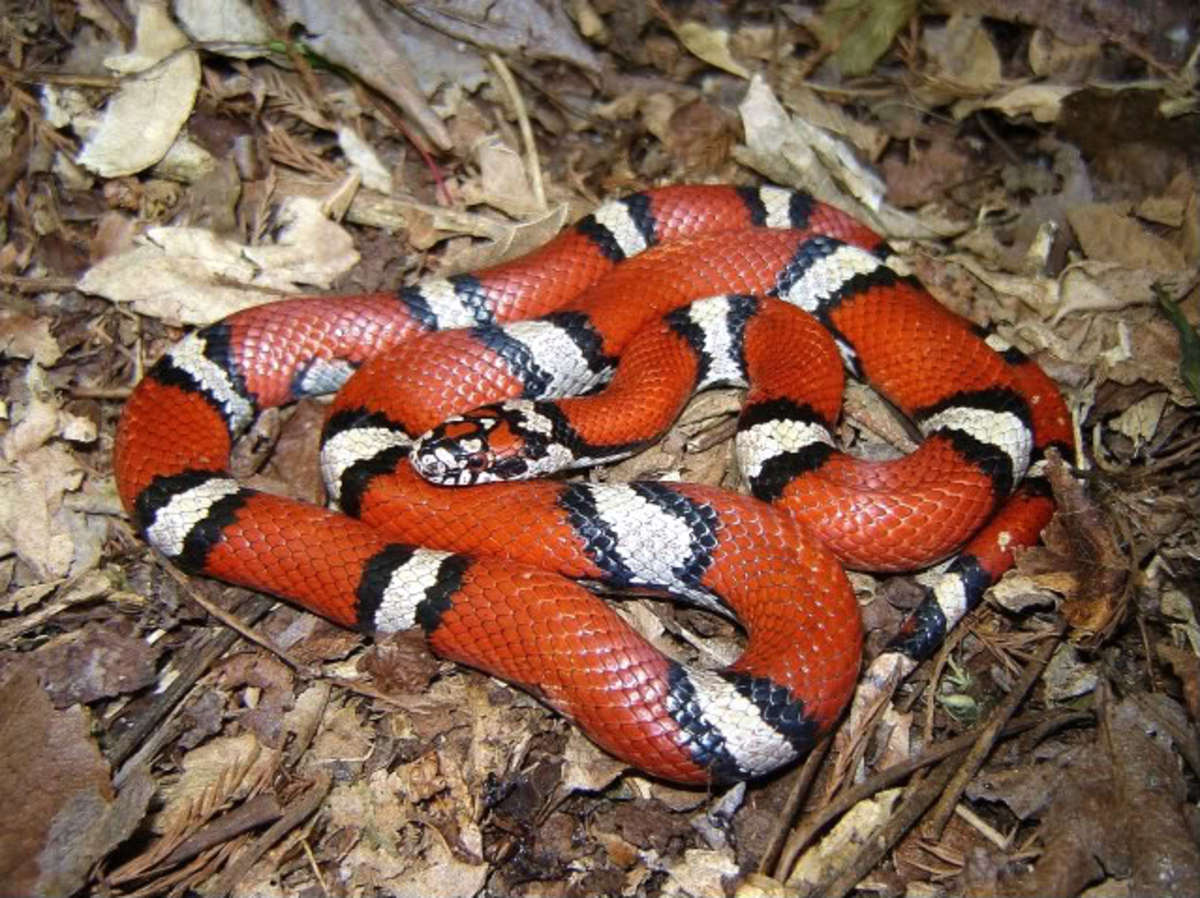 Red Milk Snake
