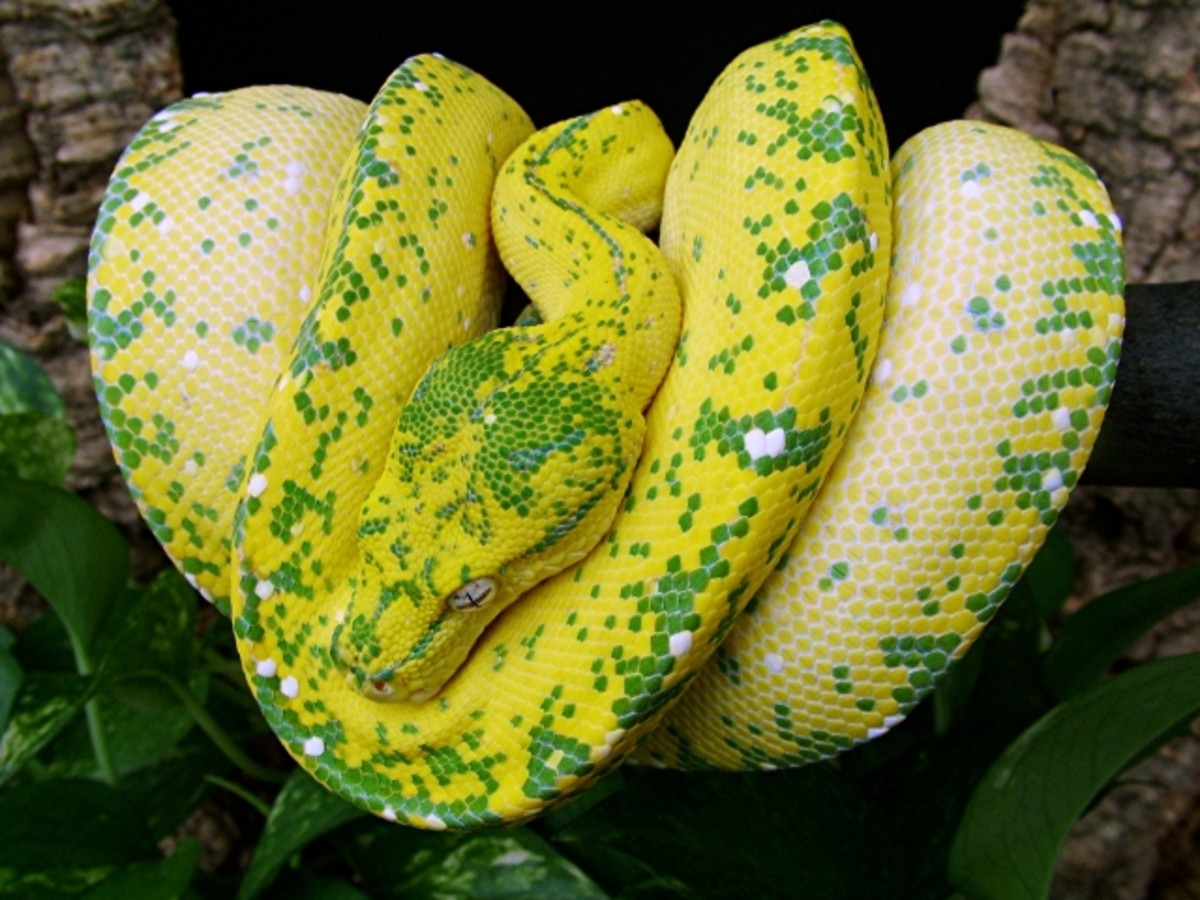 cool looking snakes