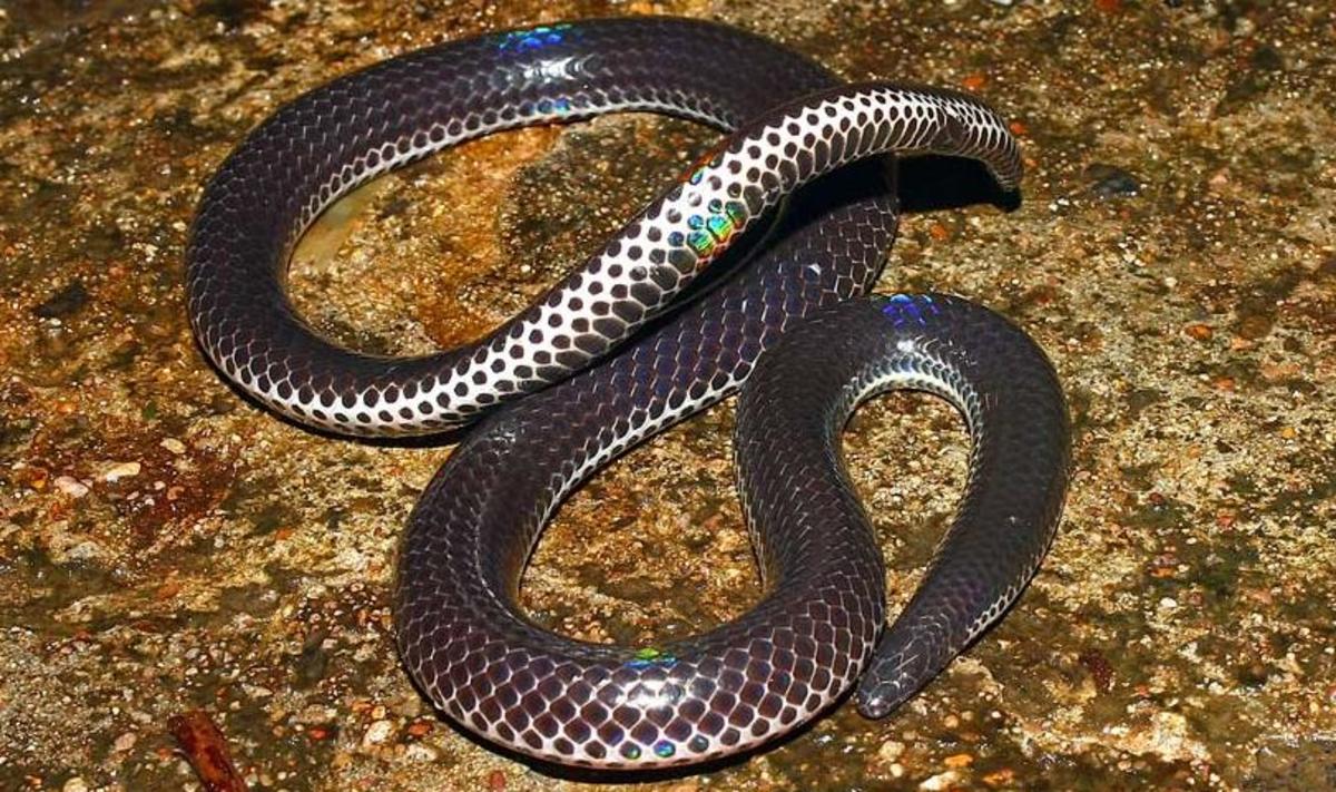Pied-Bellied Shieldtail Snake