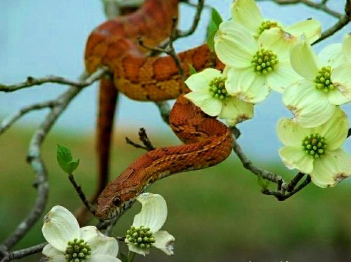 13 Most Beautiful Snakes In The World - Owlcation