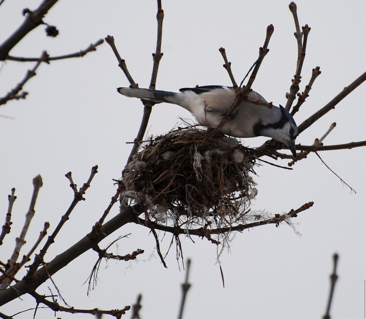 It Mimics A Hawk And Serves As A Mascot – The Beautiful Blue Jay