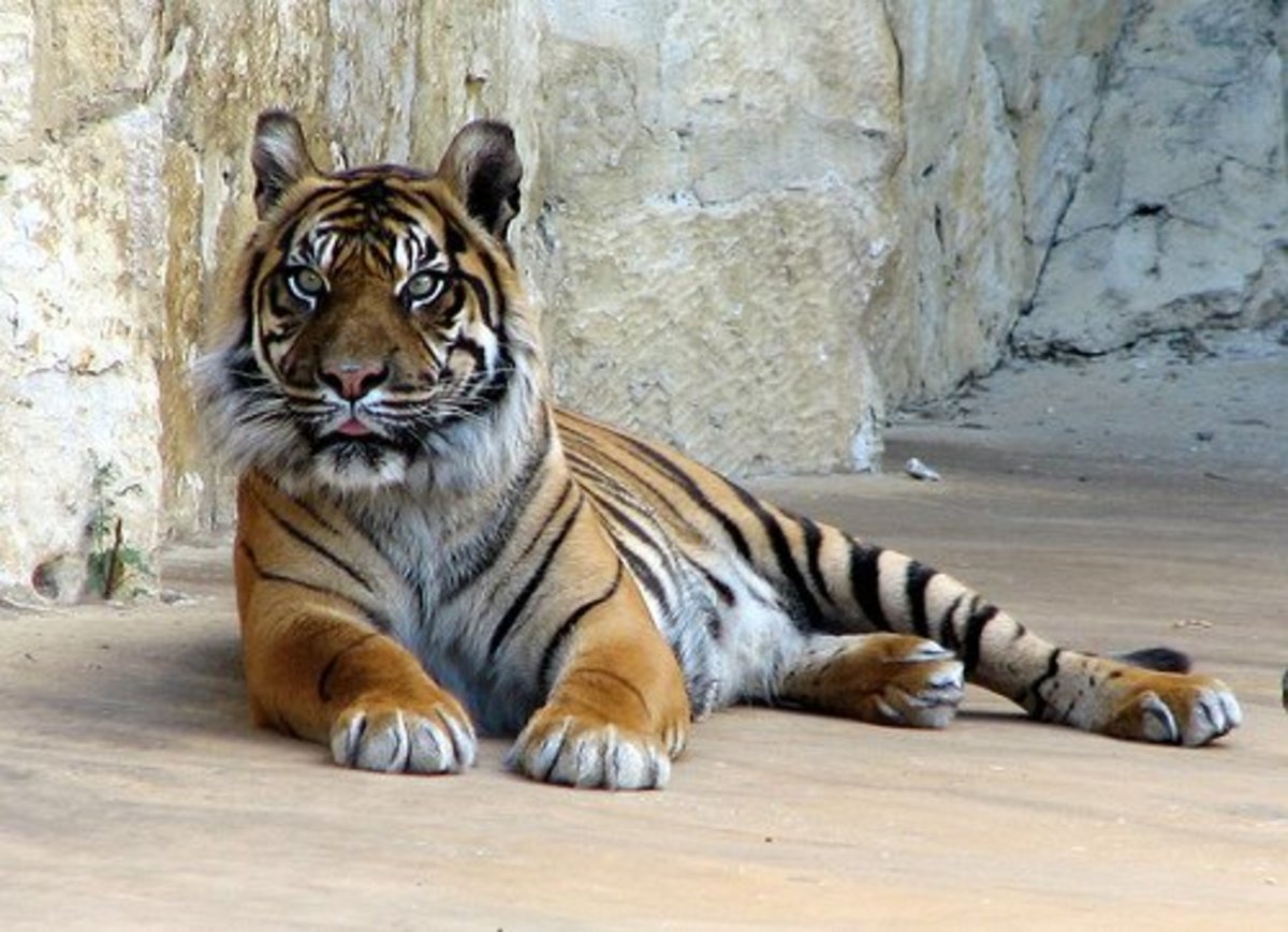 What Do Tigers Eat in Zoos?