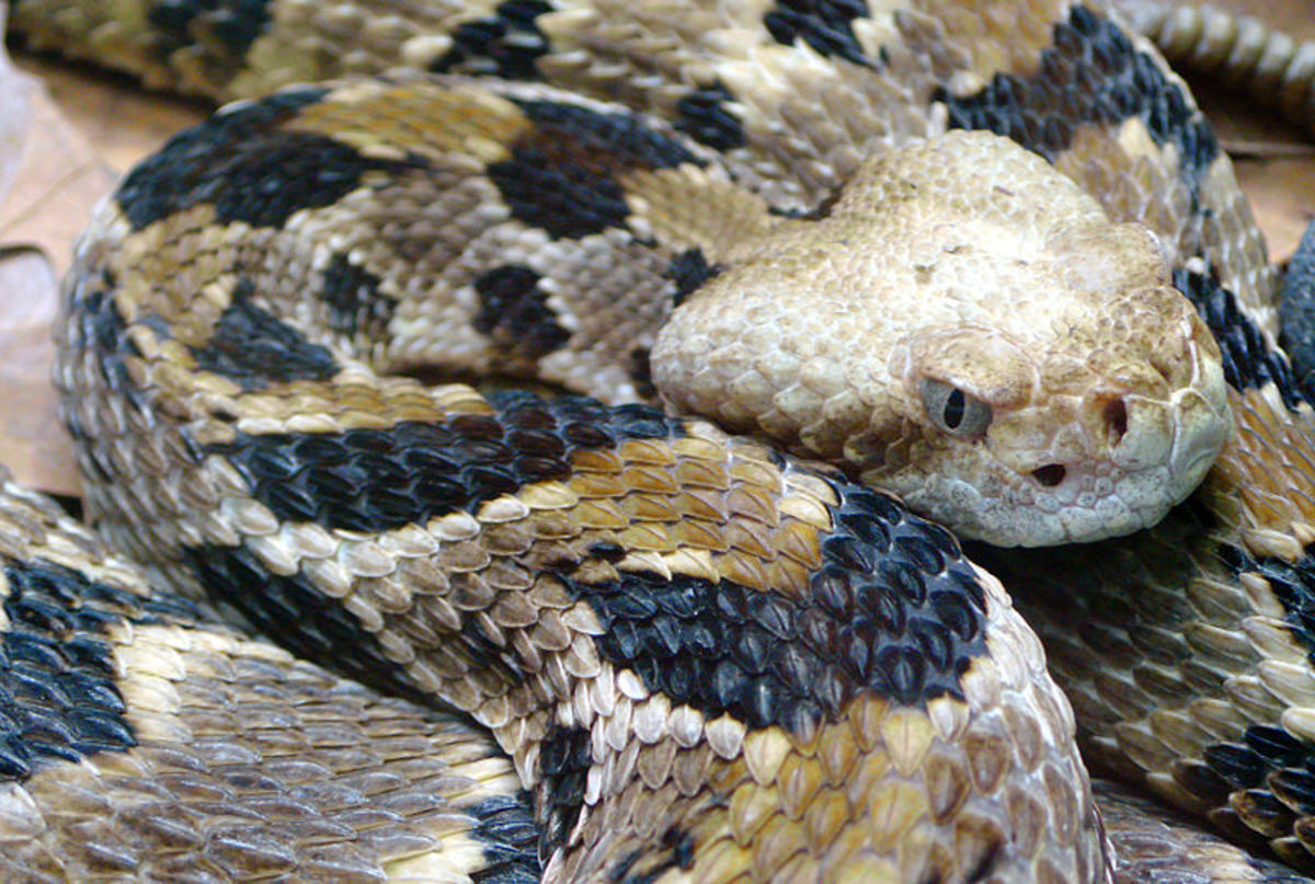 6 Most Dangerous Snakes in Florida - Owlcation