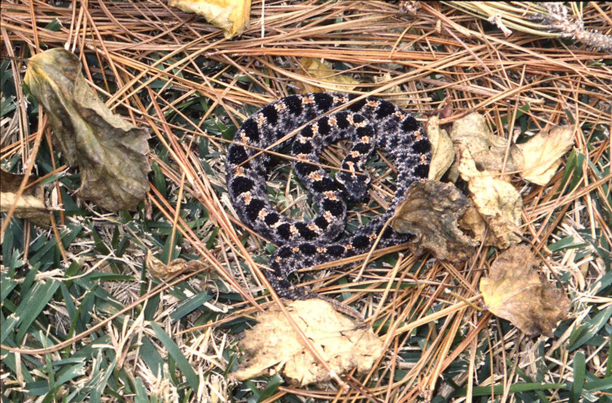 The dusky pygmy rattlesnake's bite is not usually fatal but can be extremely painful. Nonetheless you should always seek medical attention immediately if you receive a bite.
