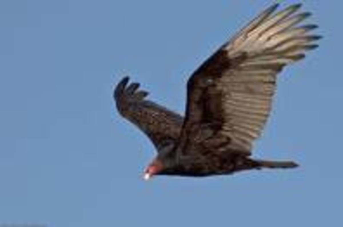The Turkey Vulture