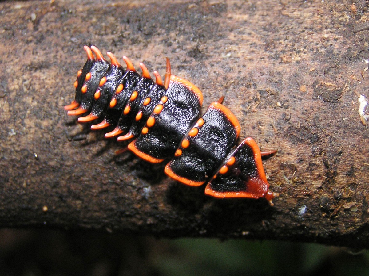 A female trilobite beetle in Borneo