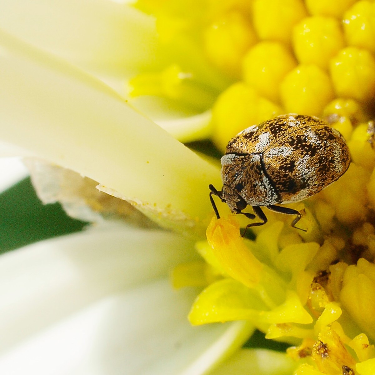 A carpet beetle on an oxeye daisy
