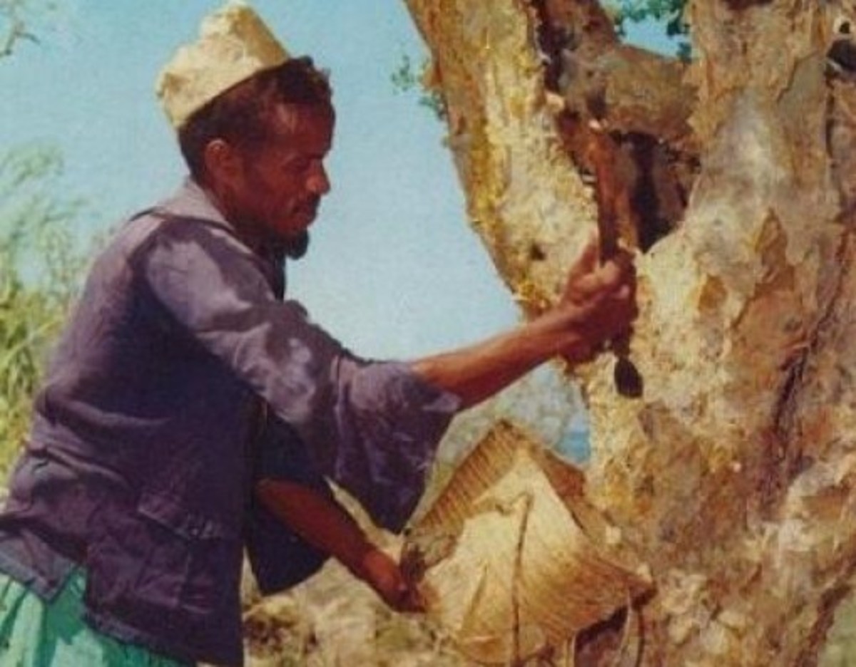 Myrrh: Bitter For A Sweet Purpose (Somali man collecting incense) 