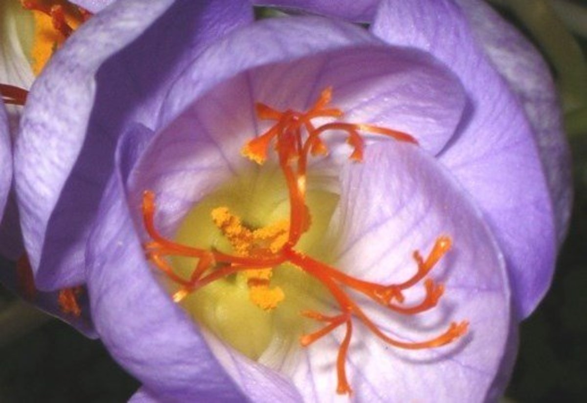 Saffron: Costly and Colorful 