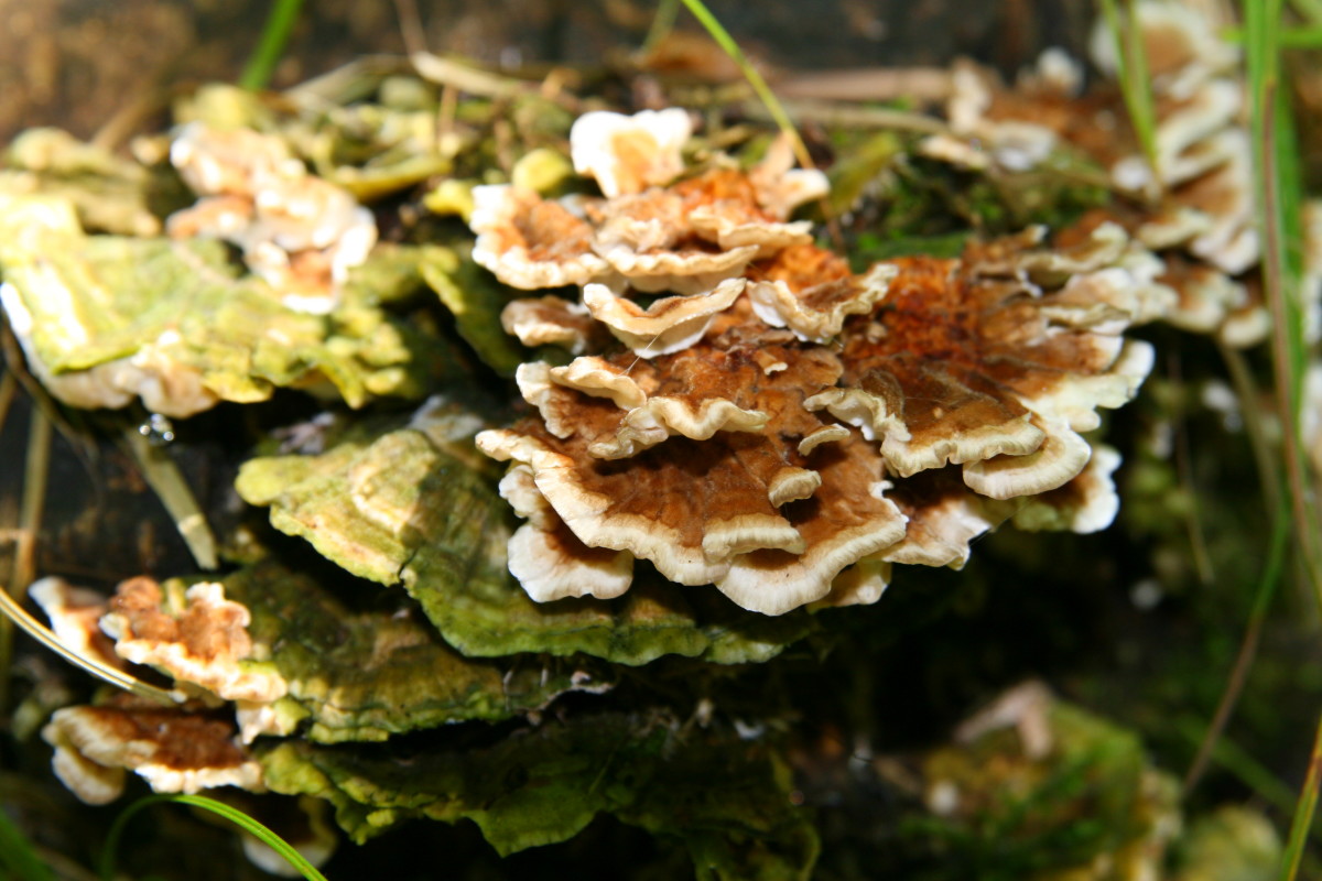 This wavy brown fungus was found growing on a felled oak tree in the woods of Western New York. 
