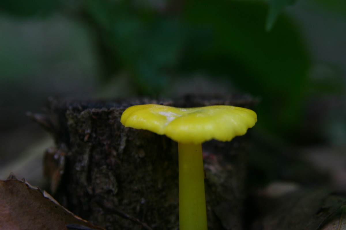 Pictures of Mushrooms in Western New York Owlcation