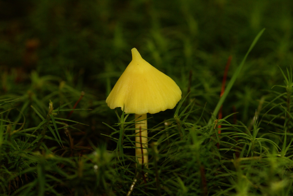 The "witch's cap" mushroom always has a peaked cap, making it a distinctive find in the forest undergrowth.