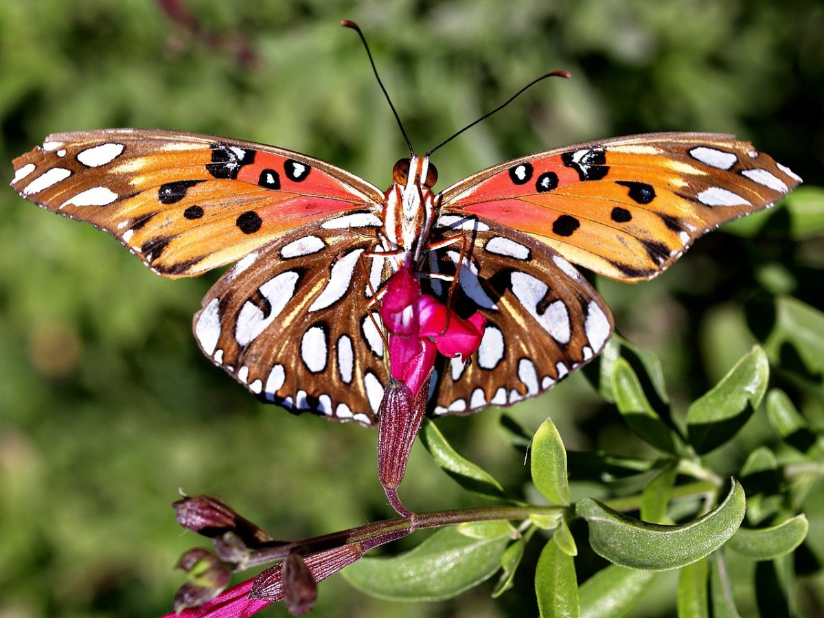 Butterfly Species List With Pictures Butterfly Species List With Pictures