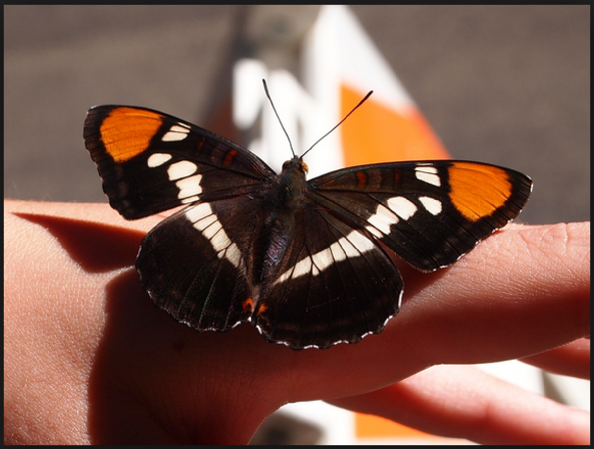 California Sister Butterfly (Adelpha californica)