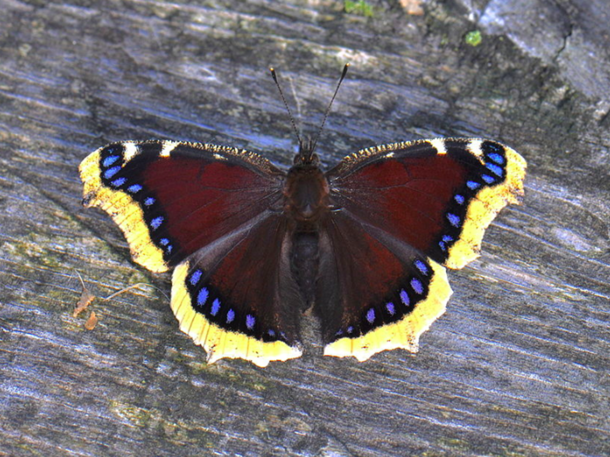 The beautiful mourning cloak butterfly