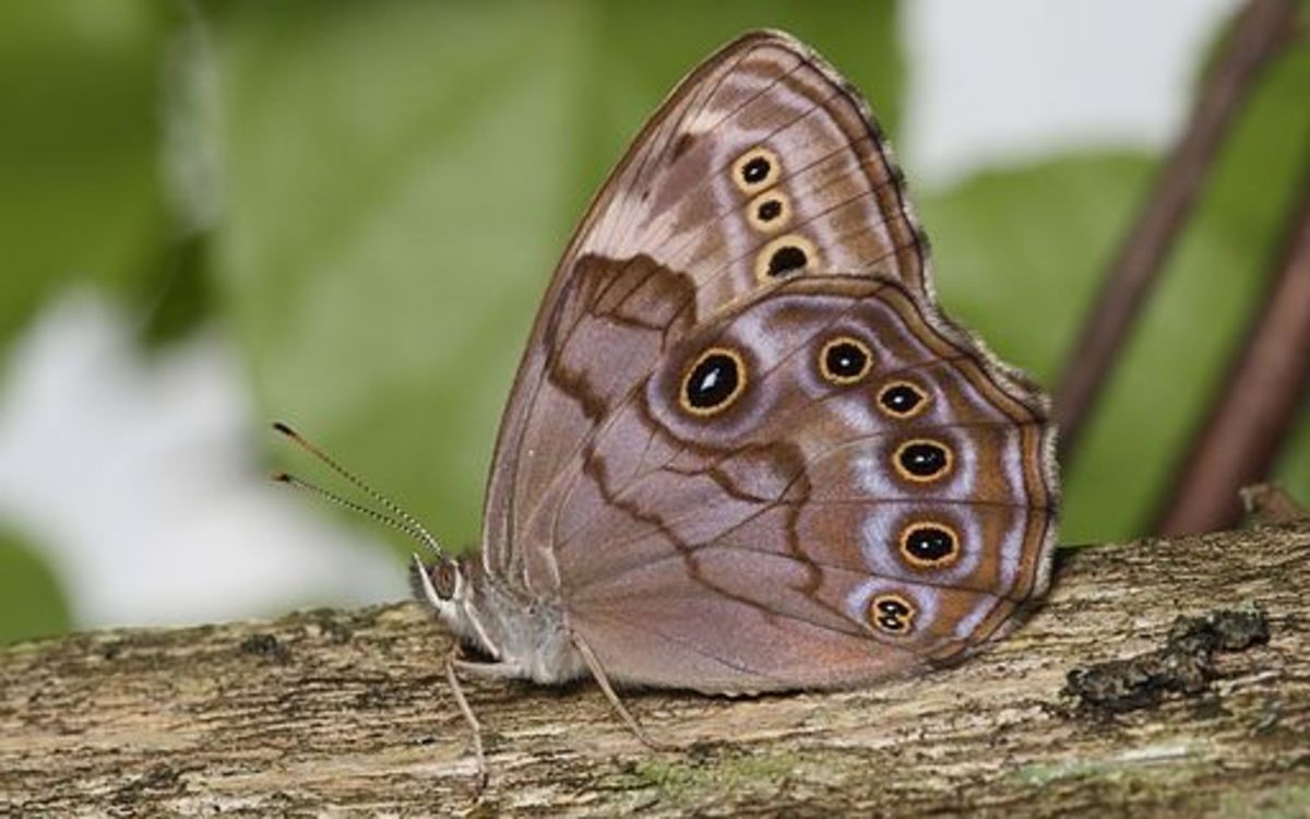 Northern Pearly-Eye Butterfly (Enodia anthedon)