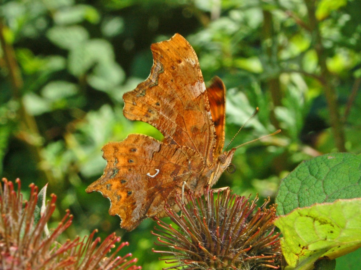 butterfly-identification