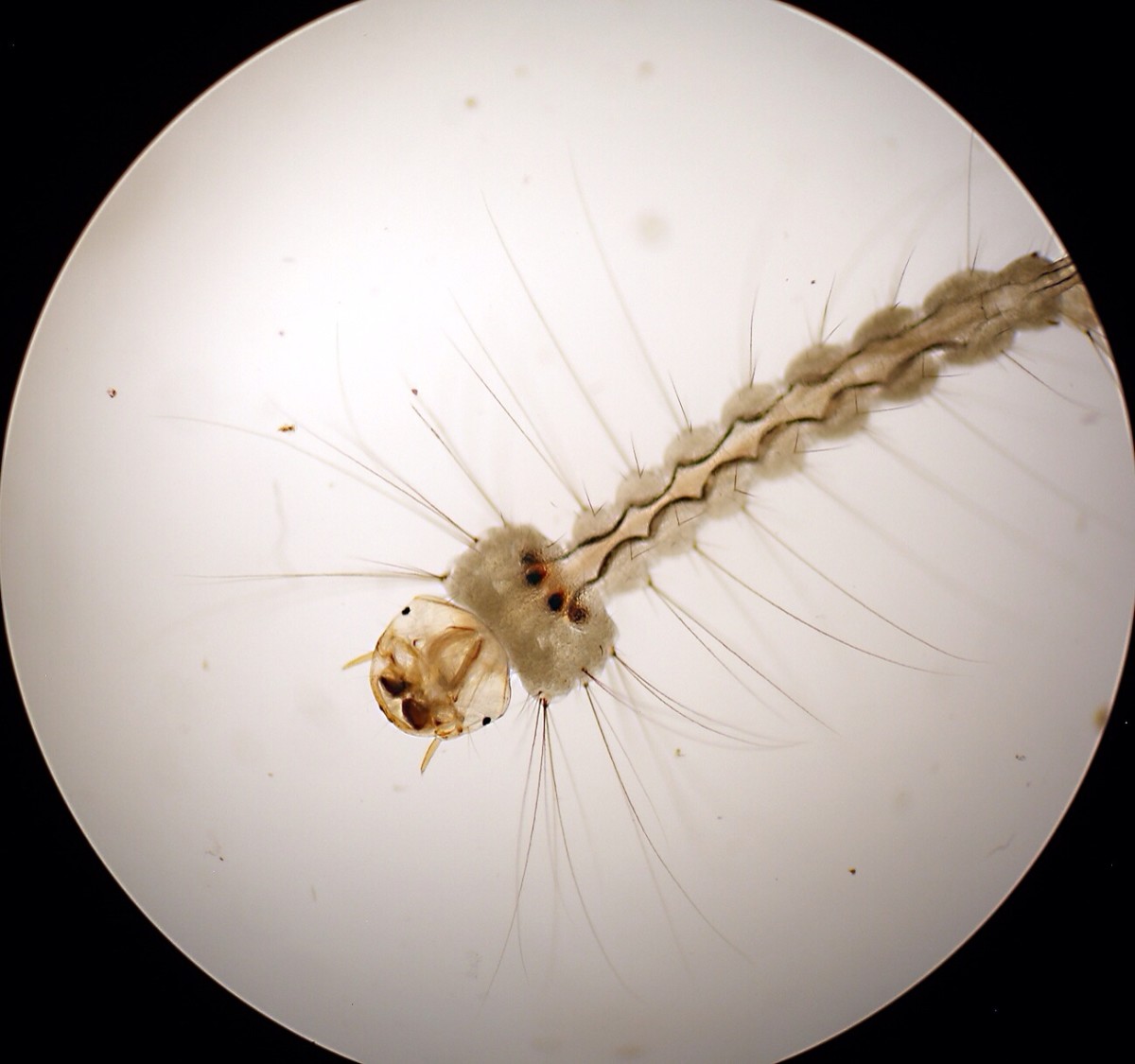 A mosquito larva viewed at 40X magnification