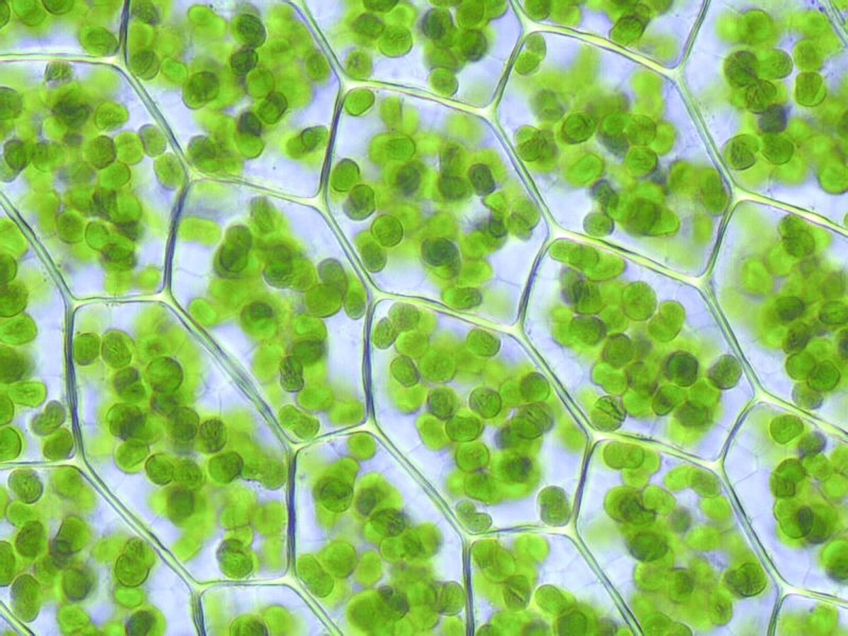 Chloroplasts in thyme moss cells as viewed under a microscope. Chloroplasts trap light and carry out photosynthesis.