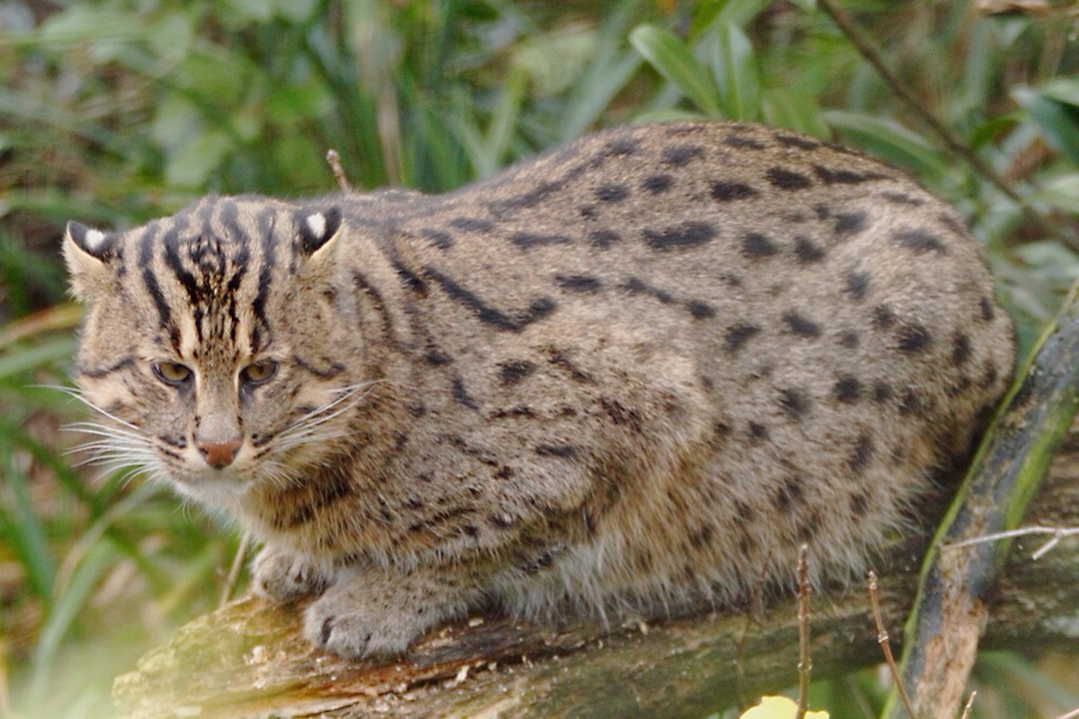 An adult fishing cat