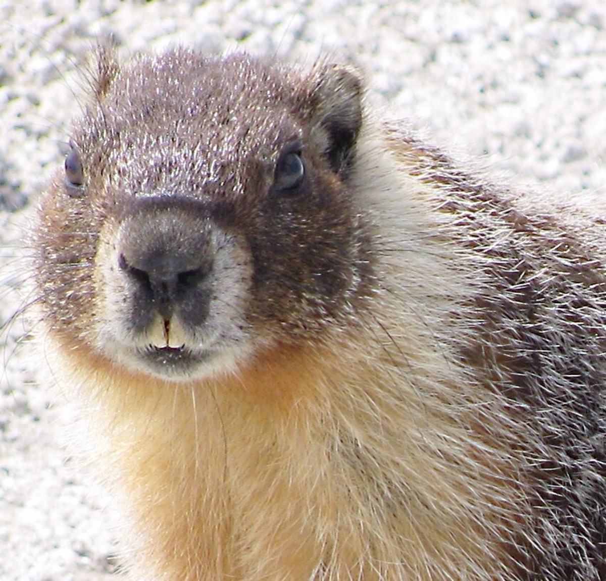 The Marmots of British Columbia: Interesting Facts and Photos - Owlcation