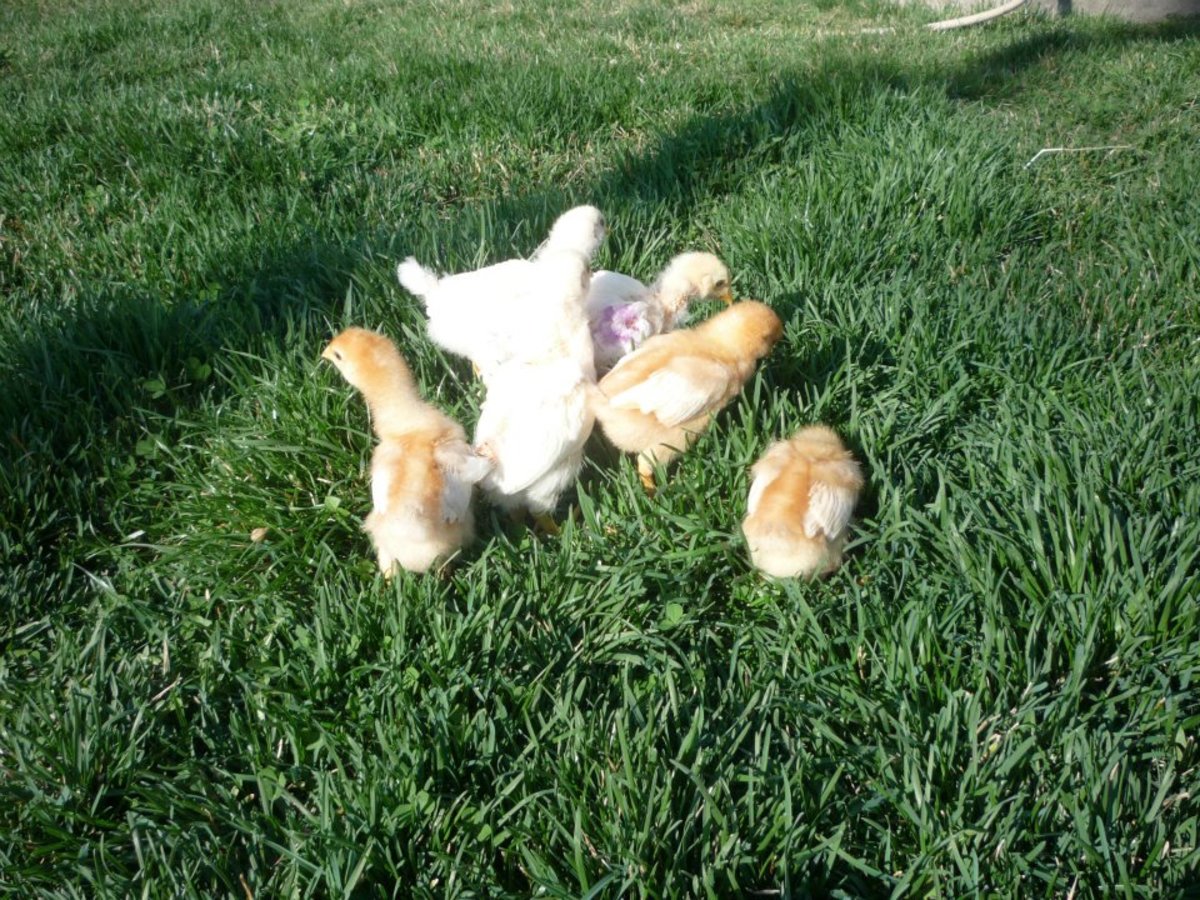 Plymouth White Rock and Golden Comet chicks in early spring.