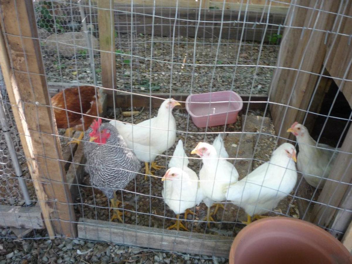 Plymouth White Rock Pullets and our Young Plymouth Barred Rock Rooster, Zeus.
