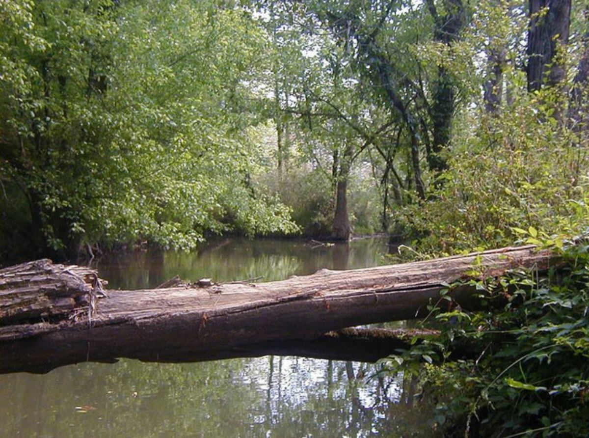 Chattanooga Creek spanned by a fallen tree