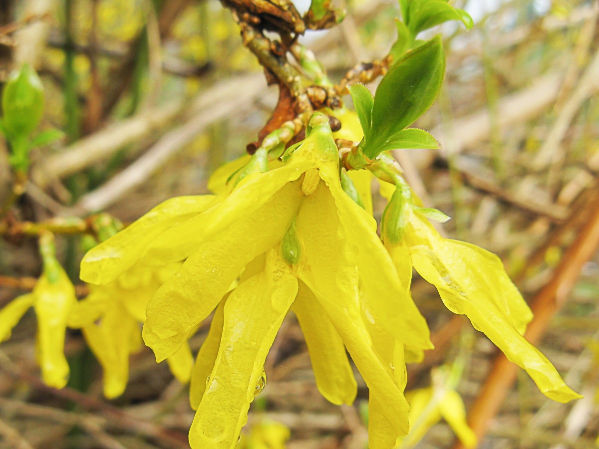 A forsythia flower on a wet day