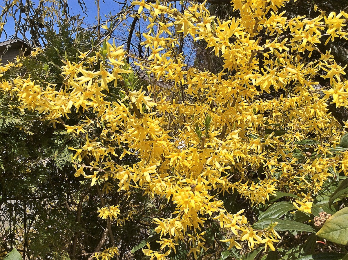 A forsythia shrub in bloom often looks like a yellow flame.