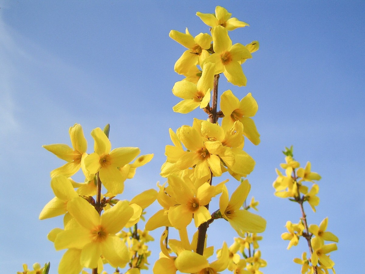 A forsythia with open flowers