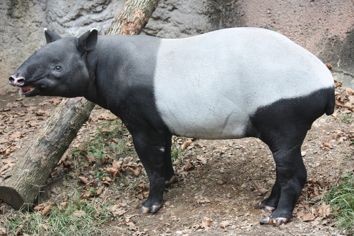 A Malayan tapir at the Louisville Zoo