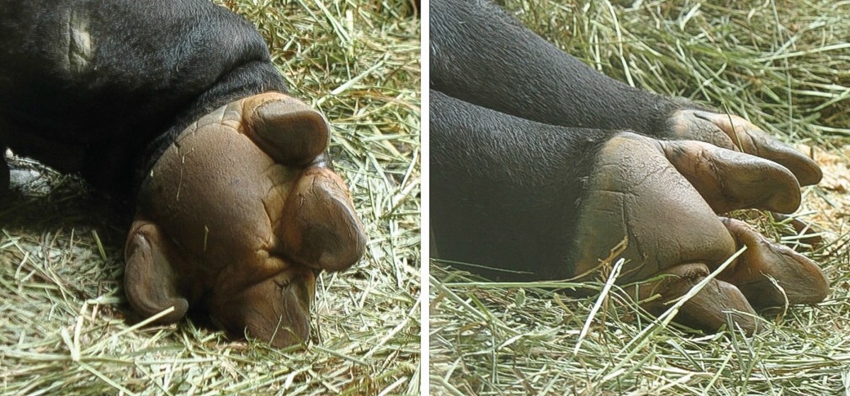 Hooves of a Mayayan tapir 