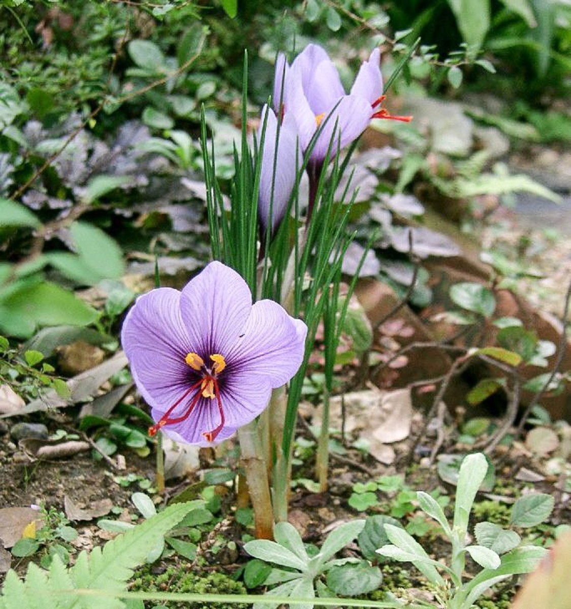 Blooming Marvellous Flowers and saffron