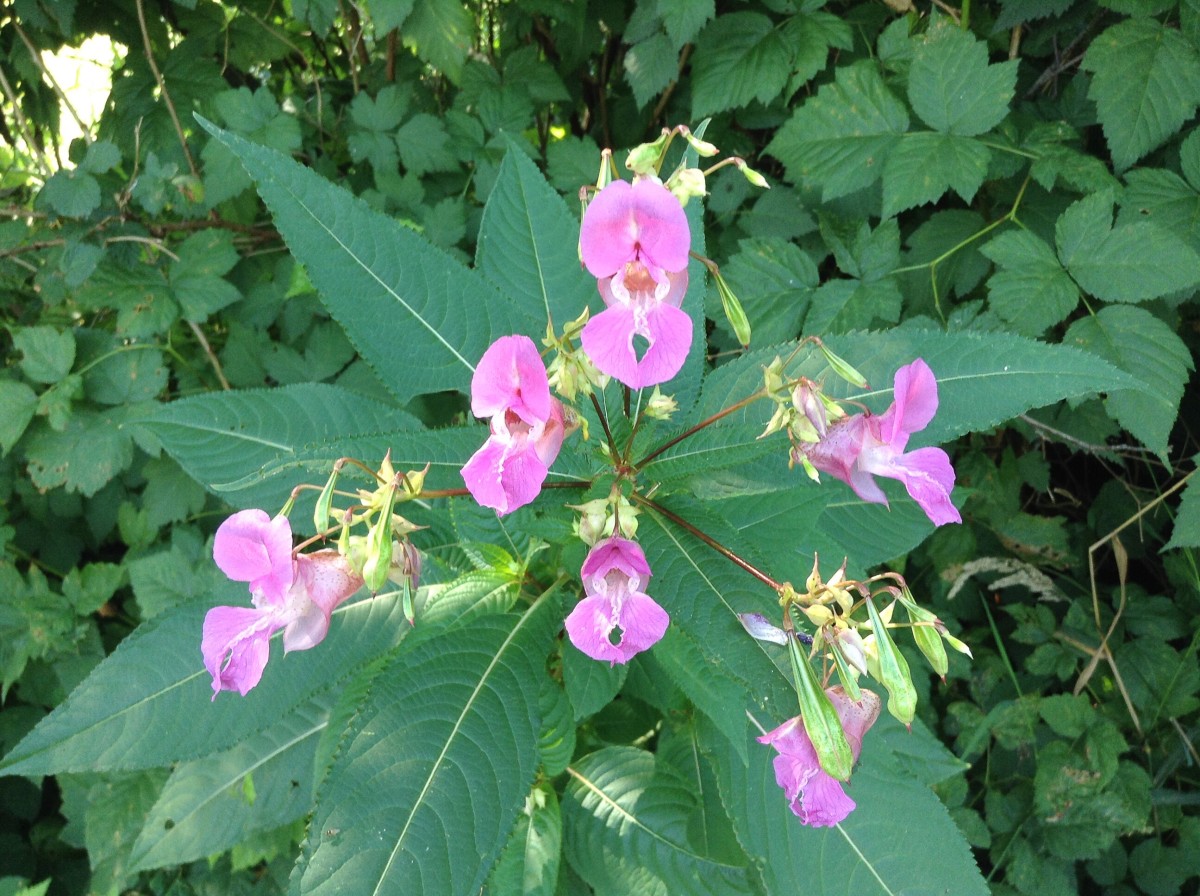 Himalayan balsam with flowers, seed pods, and leaves arranged in whorls