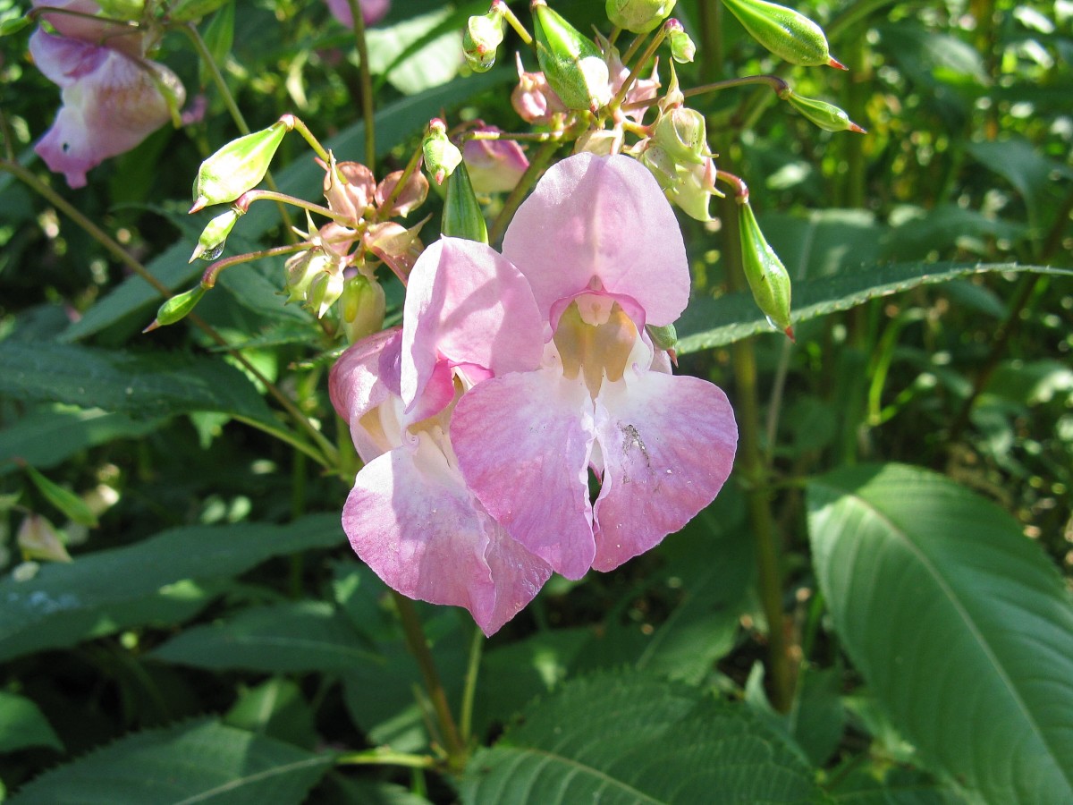A lovely pale pink version of the Himalayan balsam flower